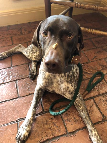 /images/uploads/southeast german shorthaired pointer rescue/segspcalendarcontest2019/entries/11736thumb.jpg